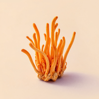 Cordyceps