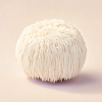 Lion's Mane