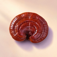 Reishi