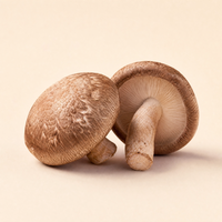 Shiitake