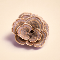 Turkey Tail